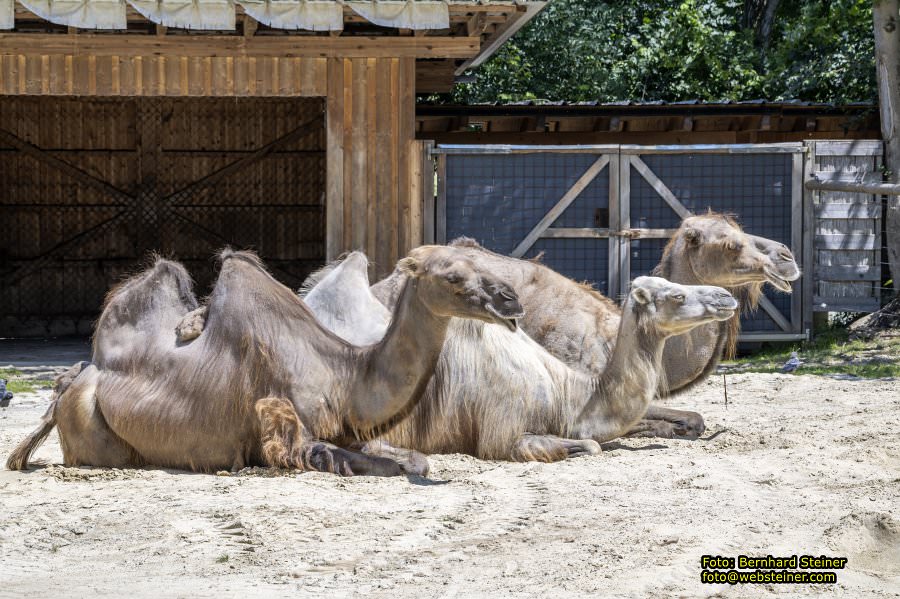 Tierwelt Herberstein in der Steiermark, Juni 2024