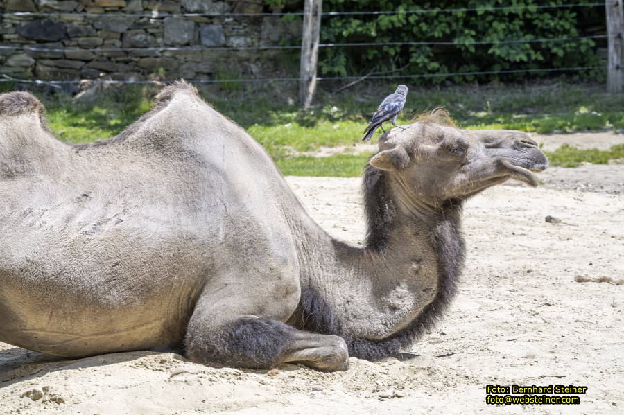 Tierwelt Herberstein in der Steiermark, Juni 2024