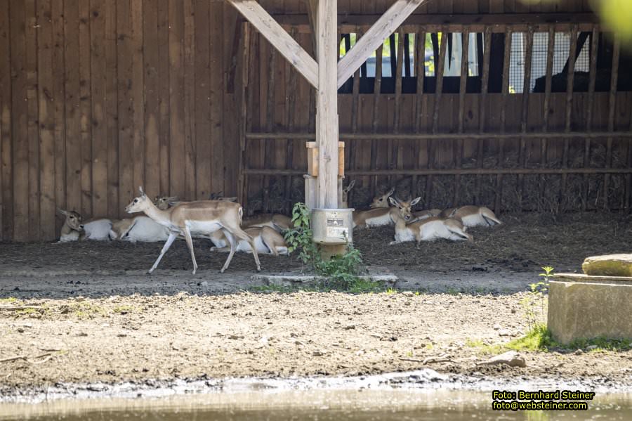 Tierwelt Herberstein in der Steiermark, Juni 2024