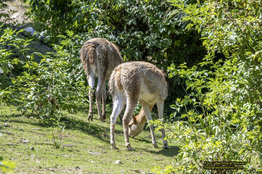 Tierwelt Herberstein in der Steiermark, Juni 2024