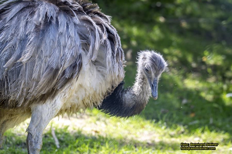 Tierwelt Herberstein in der Steiermark, Juni 2024