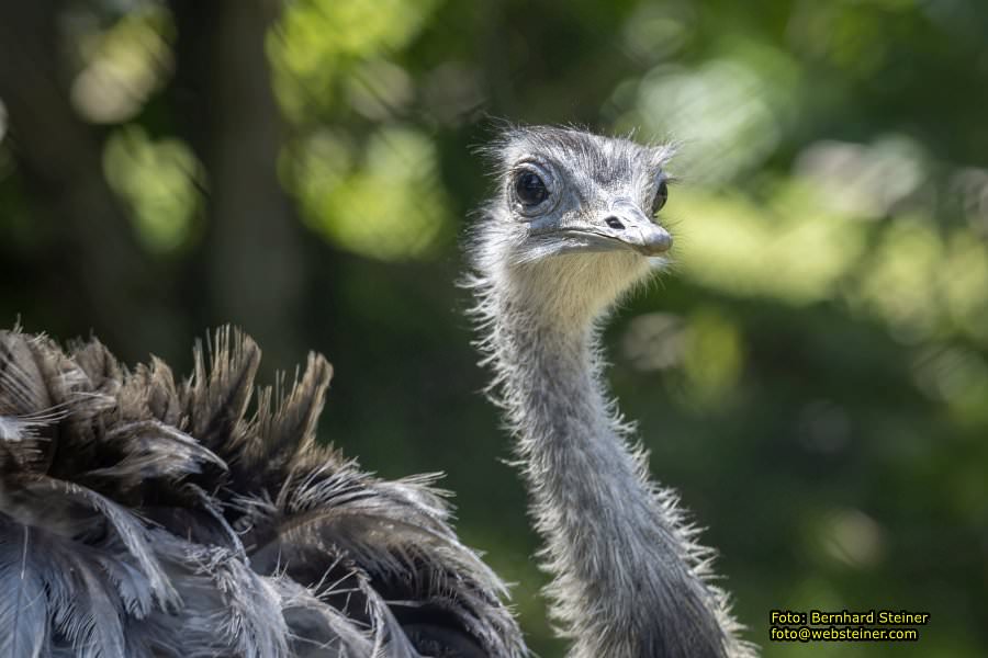 Tierwelt Herberstein in der Steiermark, Juni 2024