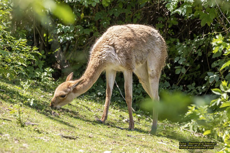 Tierwelt Herberstein in der Steiermark, Juni 2024