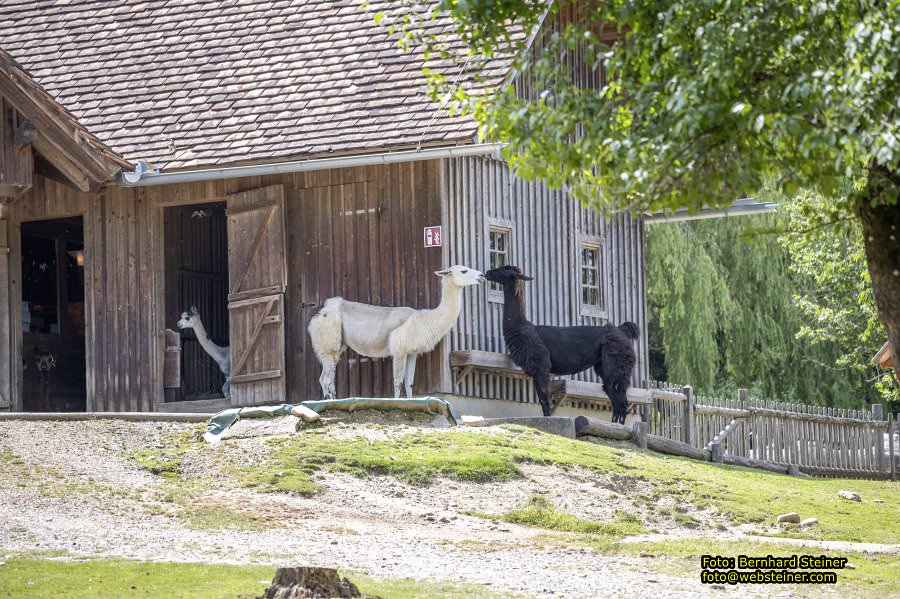 Tierwelt Herberstein in der Steiermark, Juni 2024