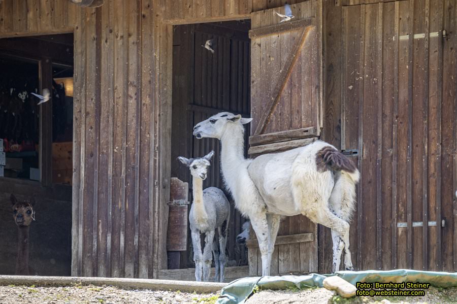 Tierwelt Herberstein in der Steiermark, Juni 2024