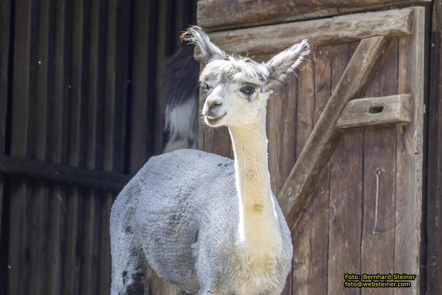 Tierwelt Herberstein in der Steiermark, Juni 2024