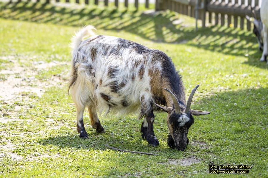 Tierwelt Herberstein in der Steiermark, Juni 2024