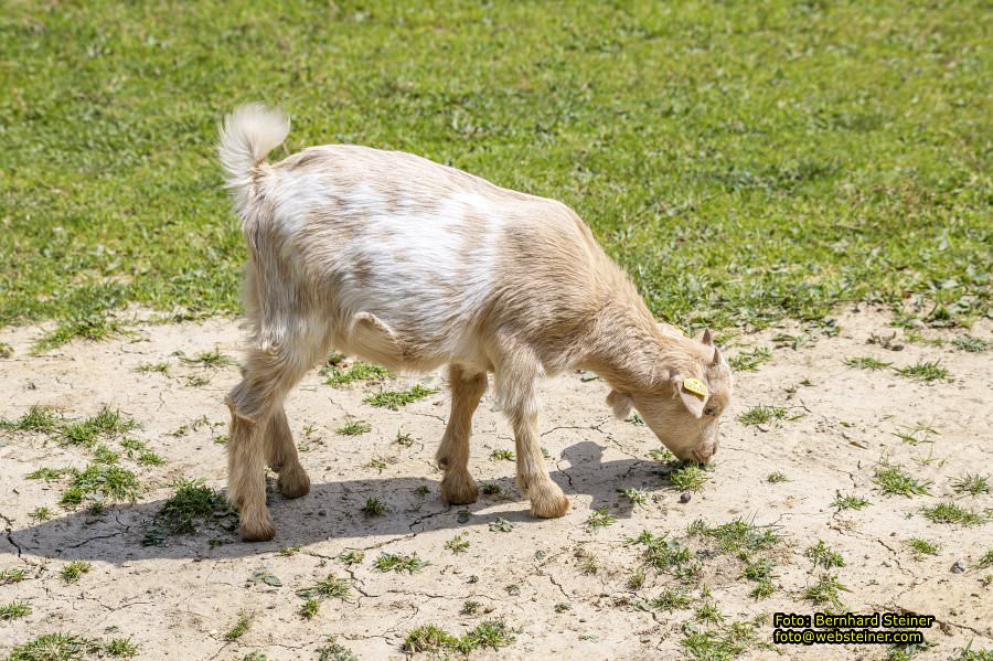 Tierwelt Herberstein in der Steiermark, Juni 2024