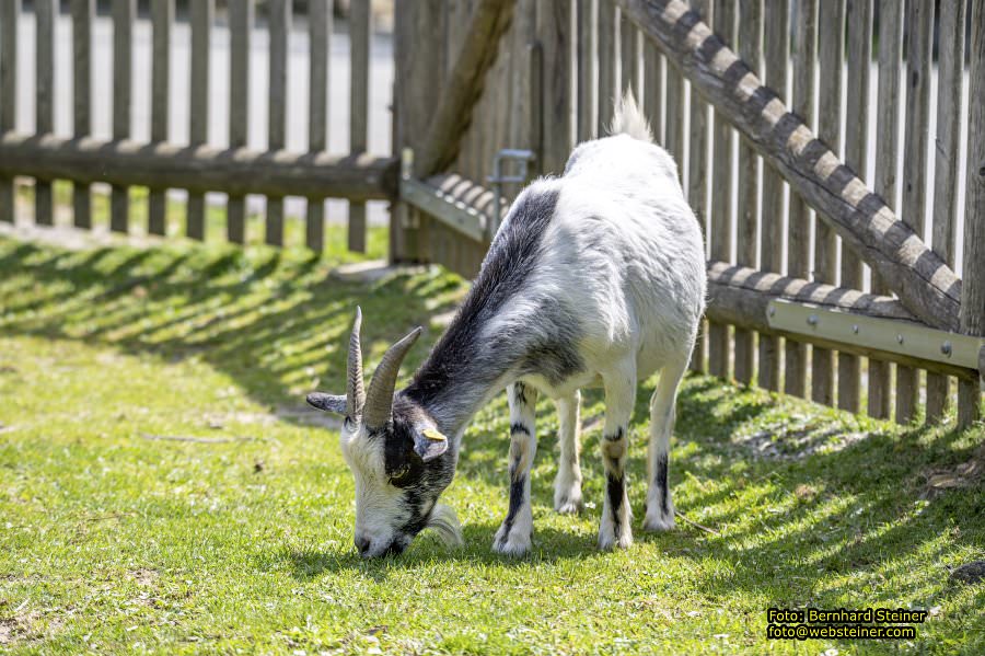 Tierwelt Herberstein in der Steiermark, Juni 2024