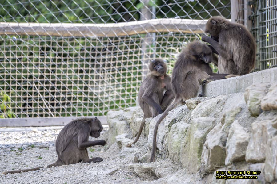 Tierwelt Herberstein in der Steiermark, Juni 2024