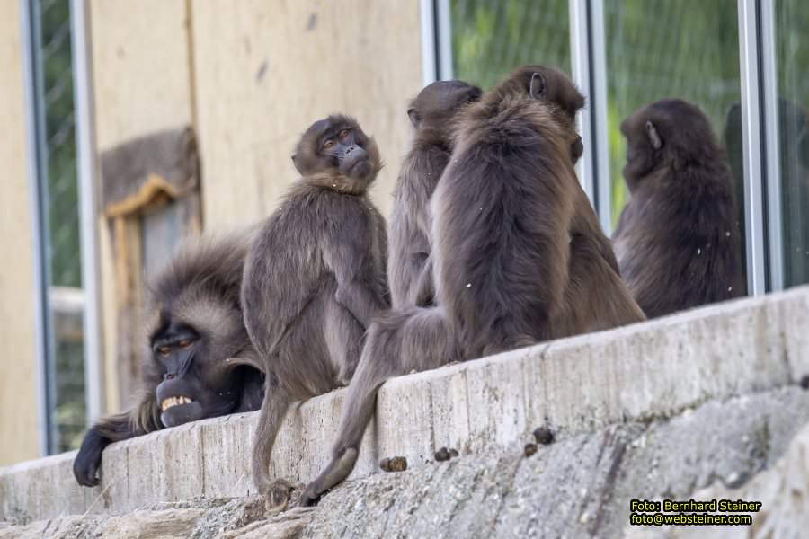 Tierwelt Herberstein in der Steiermark, Juni 2024