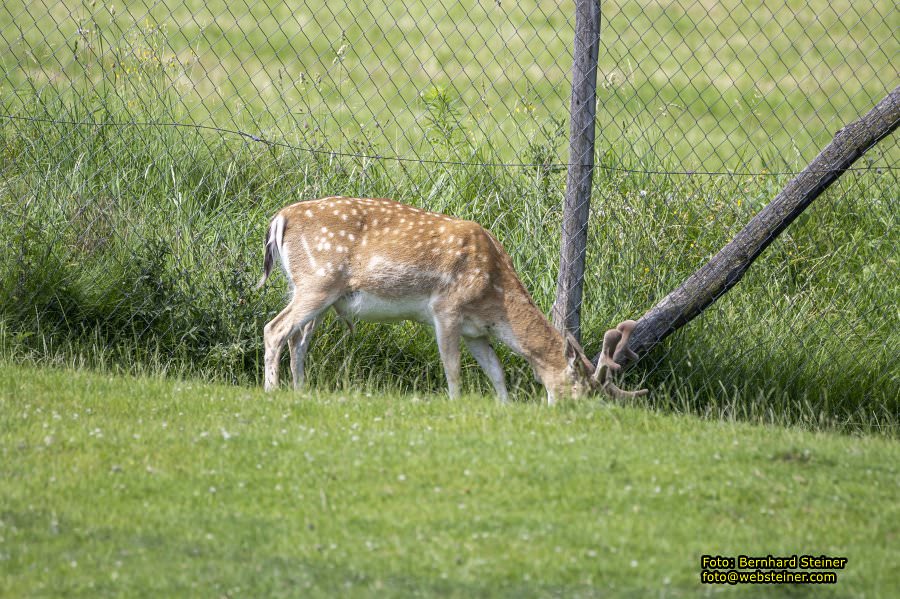 Tierwelt Herberstein in der Steiermark, Juni 2024