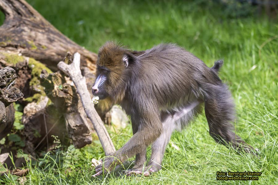 Tierwelt Herberstein in der Steiermark, Juni 2024