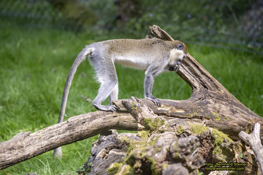 Tierwelt Herberstein in der Steiermark, Juni 2024