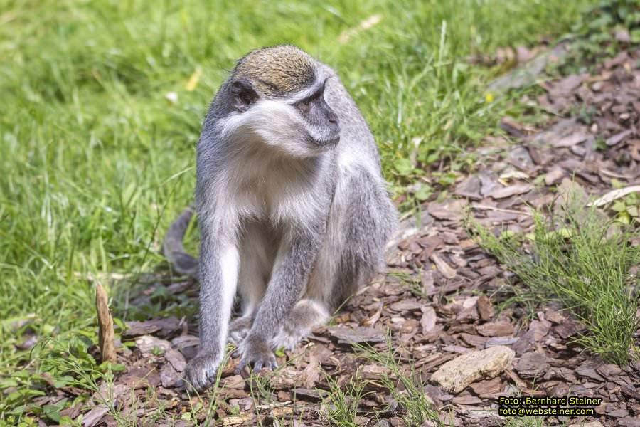 Tierwelt Herberstein in der Steiermark, Juni 2024
