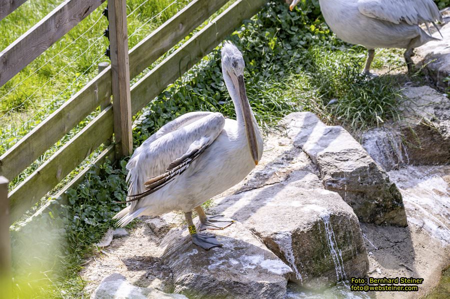 Tierwelt Herberstein in der Steiermark, Juni 2024