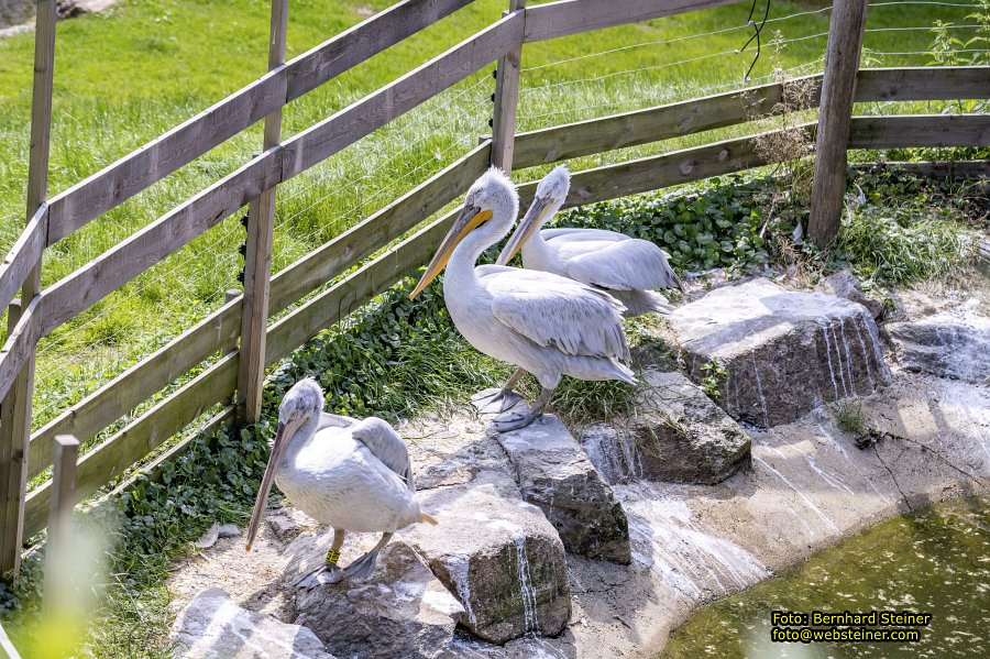 Tierwelt Herberstein in der Steiermark, Juni 2024