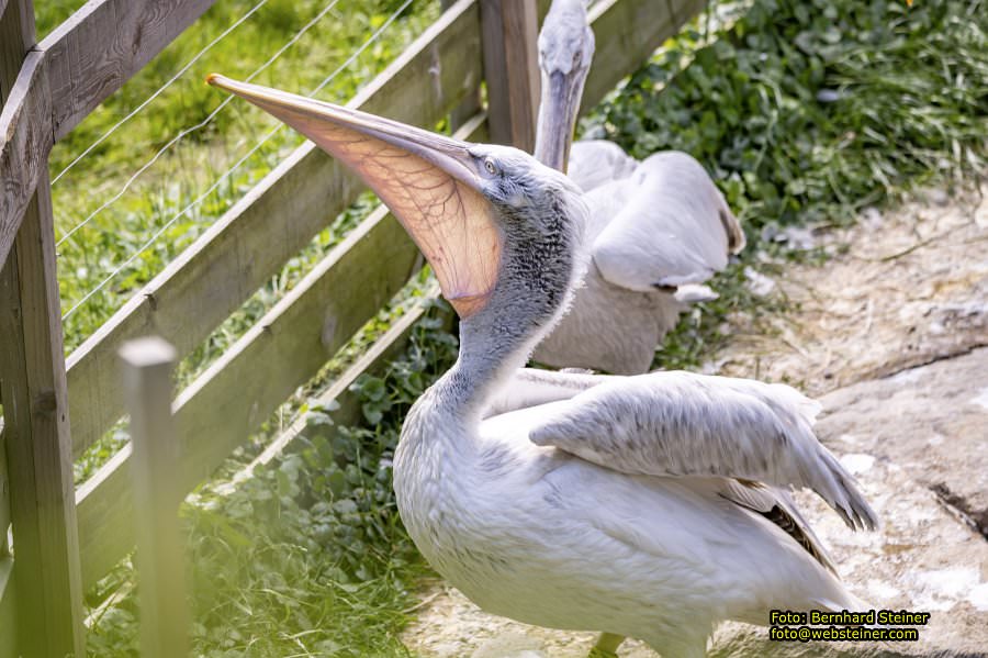 Tierwelt Herberstein in der Steiermark, Juni 2024
