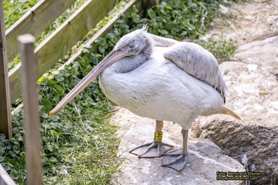 Tierwelt Herberstein in der Steiermark, Juni 2024