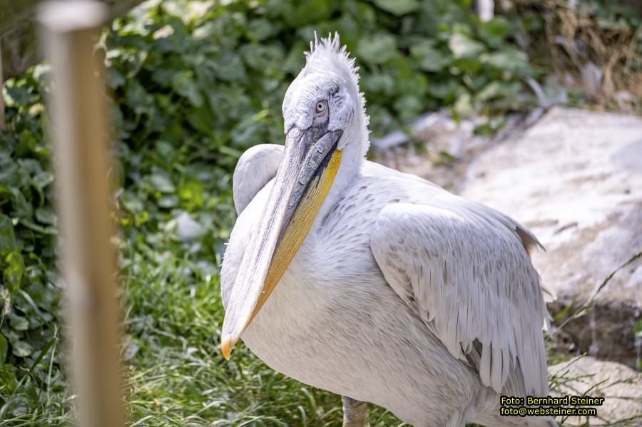 Tierwelt Herberstein in der Steiermark, Juni 2024