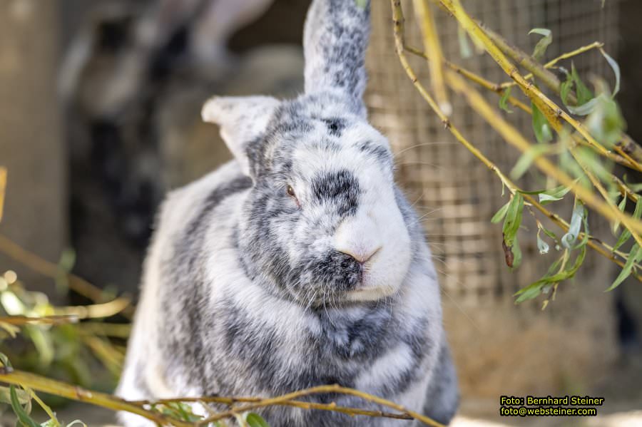 Tierwelt Herberstein in der Steiermark, Juni 2024
