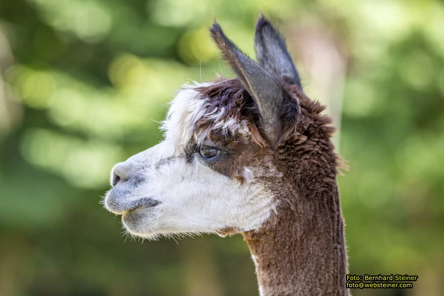 Tierwelt Herberstein in der Steiermark, Juni 2024