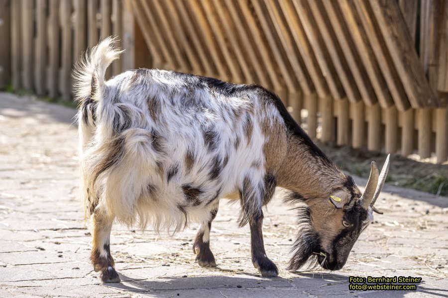 Tierwelt Herberstein in der Steiermark, Juni 2024