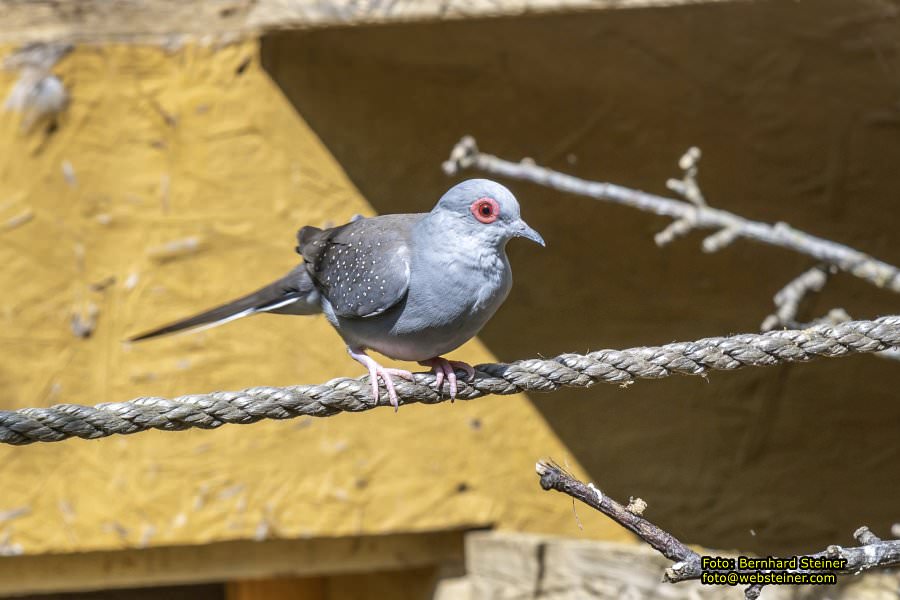Tierwelt Herberstein in der Steiermark, Juni 2024