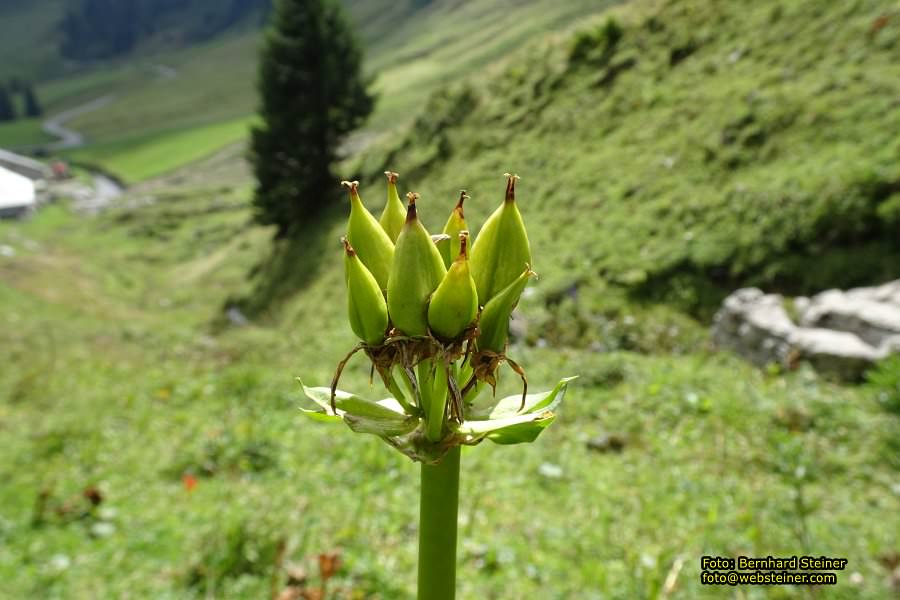 Hoher Freschen in Vorarlberg, August 2017