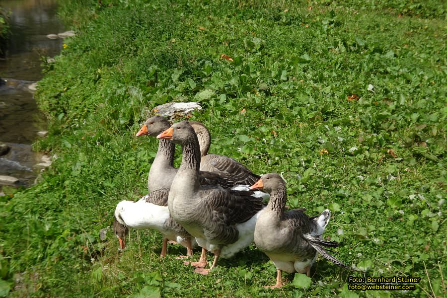 Hoher Freschen in Vorarlberg, August 2017