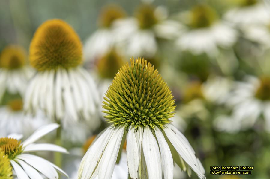 Lackenbach, August 2023