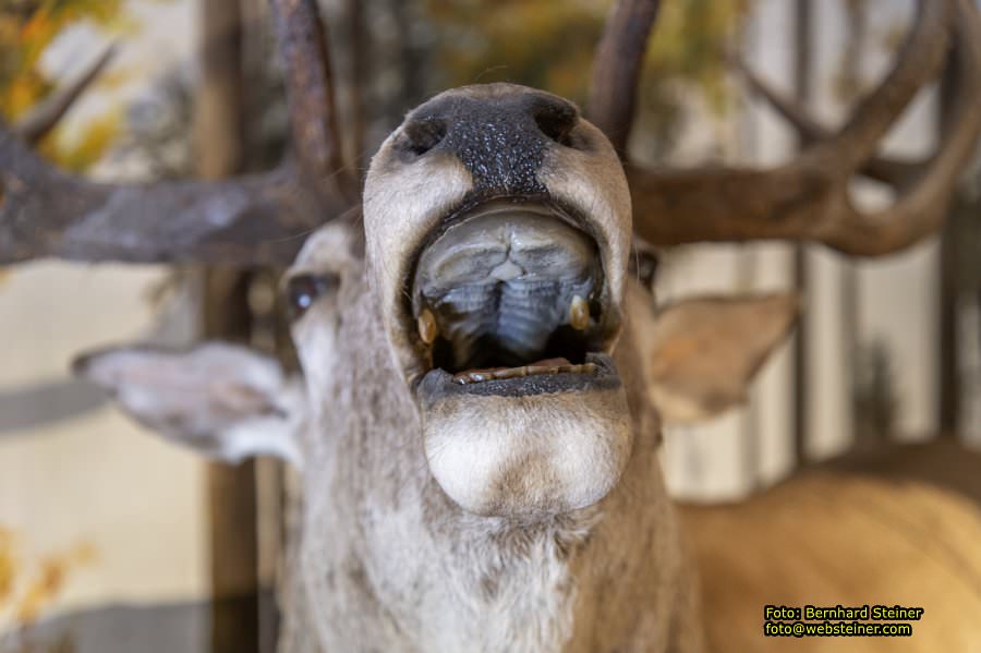 Lackenbach, August 2023