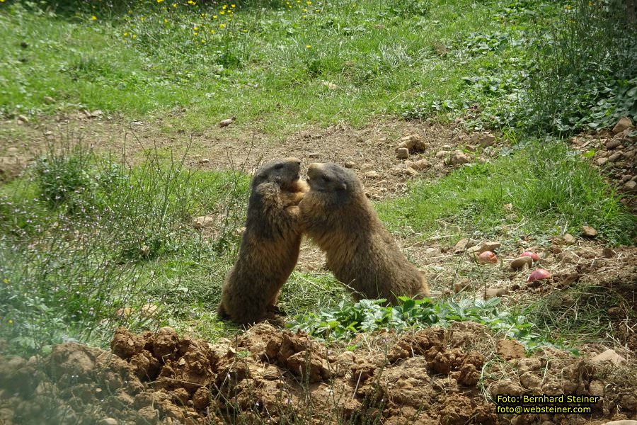Pf�nder mit der Pf�nderbahn, August 2017