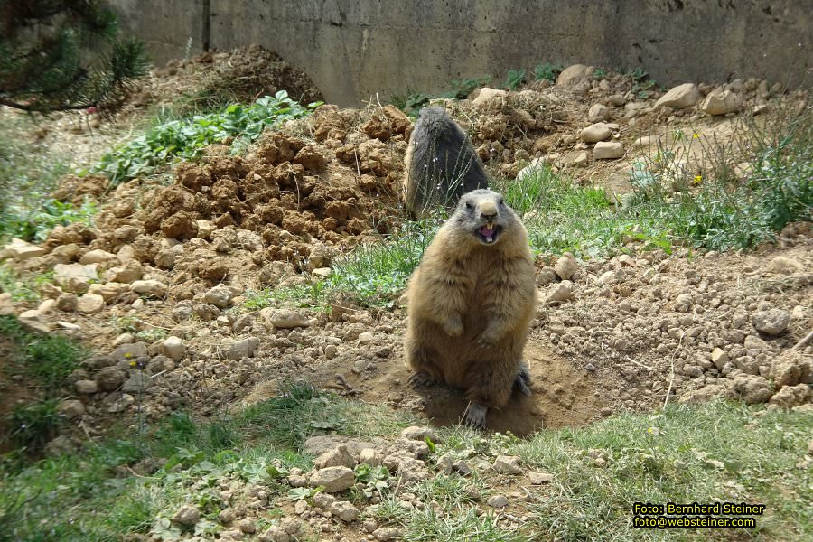 Pf�nder mit der Pf�nderbahn, August 2017