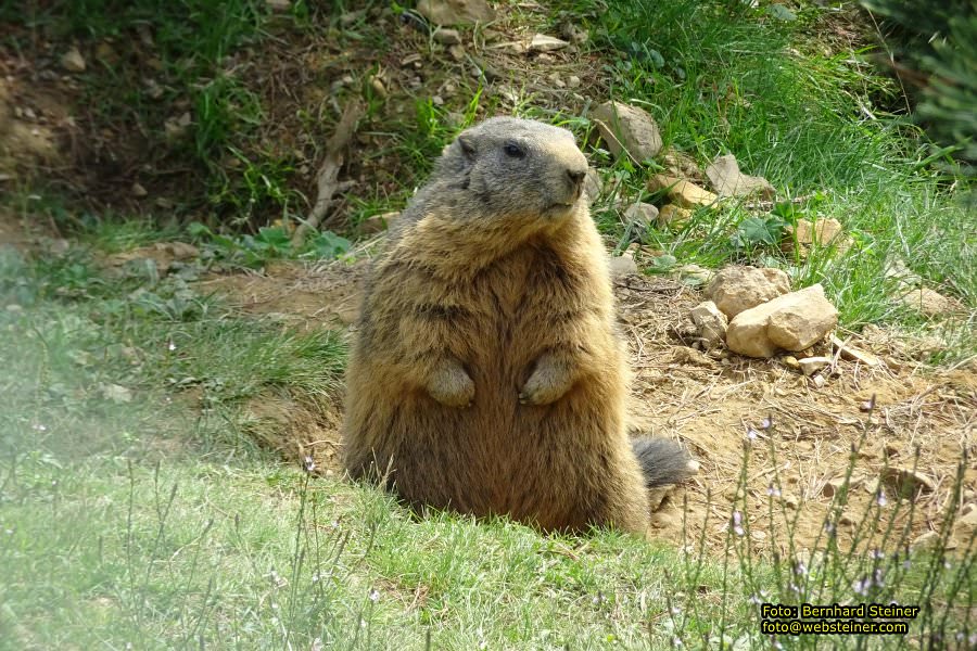 Pf�nder mit der Pf�nderbahn, August 2017