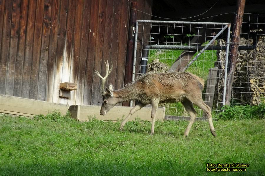 Pf�nder mit der Pf�nderbahn, August 2017