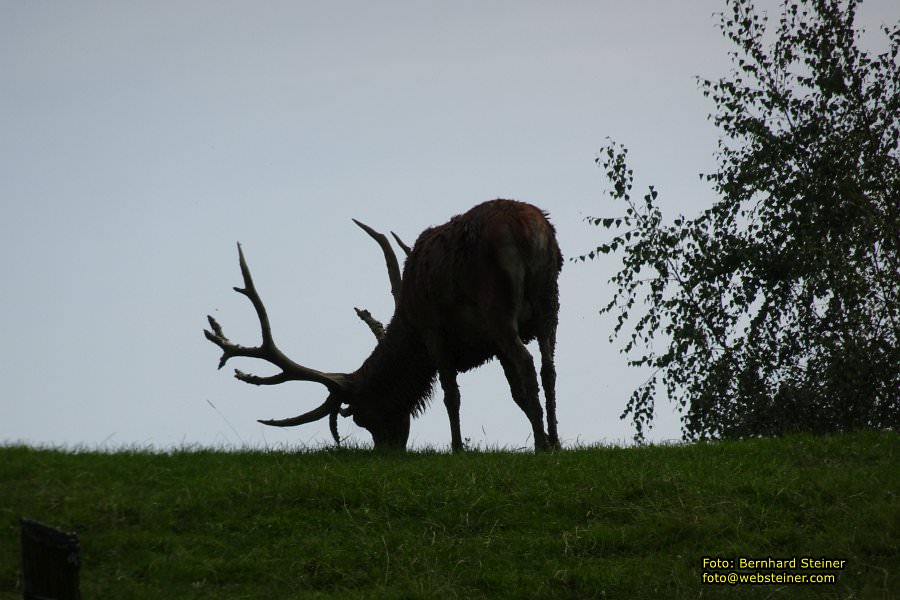 Pf�nder mit der Pf�nderbahn, August 2017