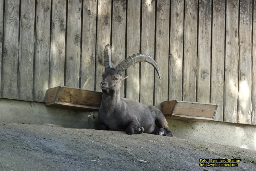 Pf�nder mit der Pf�nderbahn, August 2017