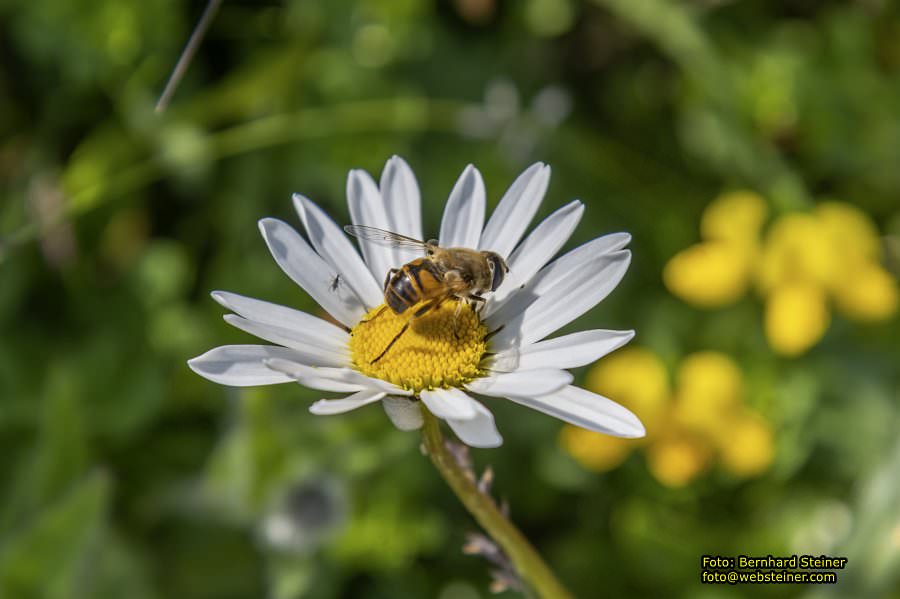 Raxalpe mit Rax-Seilbahn, Juli 2023