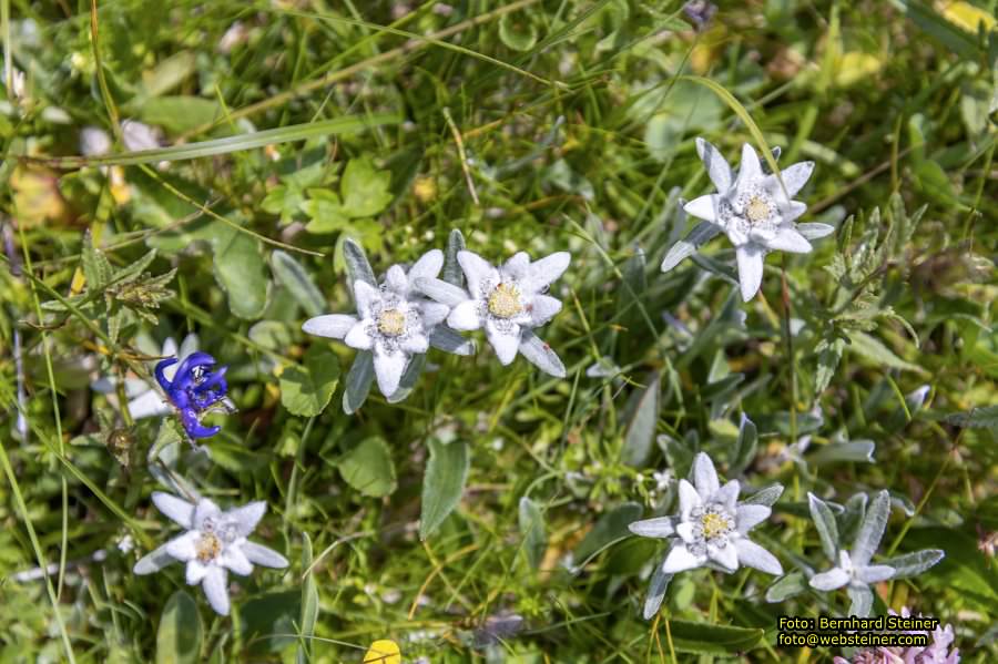 Raxalpe mit Rax-Seilbahn, Juli 2023
