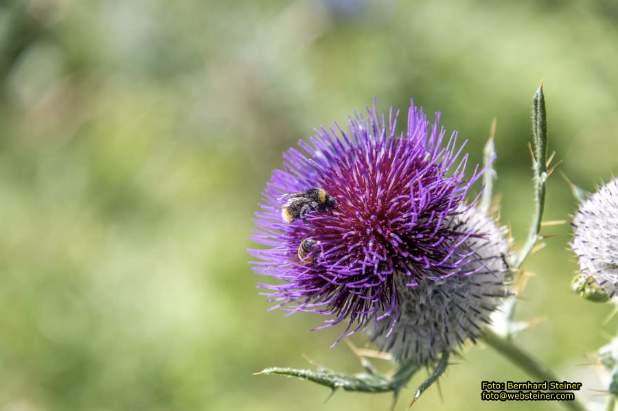 Schneeberg Sesselbahn, August 2023