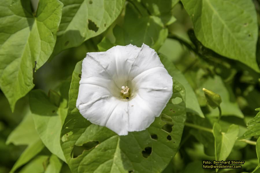 Steinschaler Naturg�rten, Juli 2023