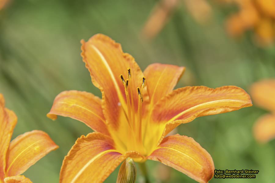 Steinschaler Naturg�rten, Juli 2023