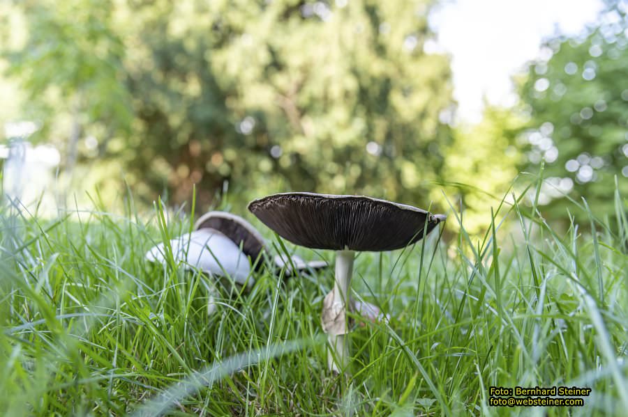 Stift Wilhering, August 2023