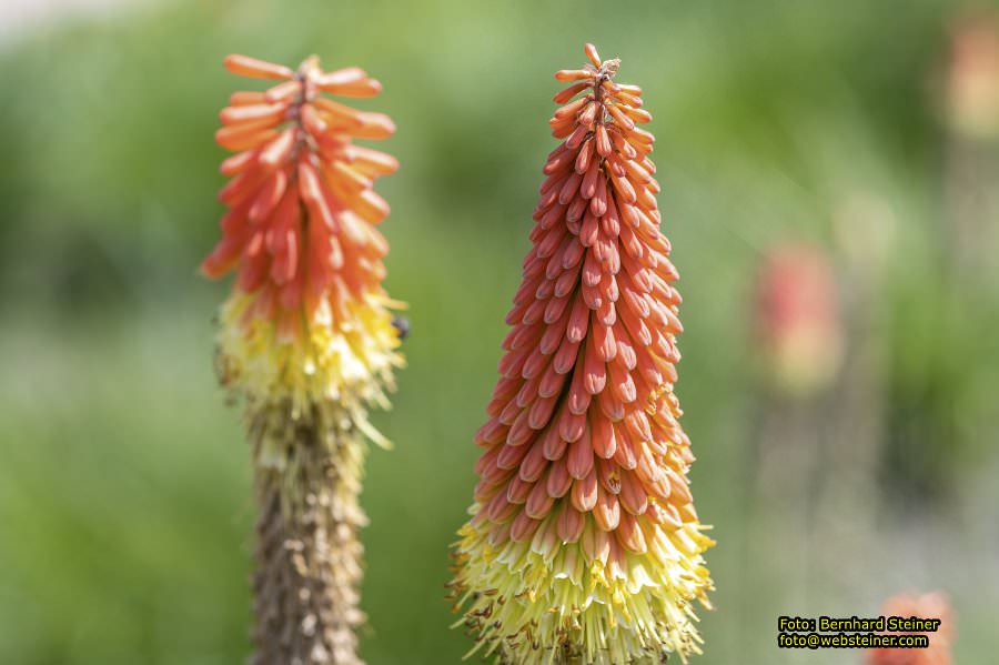 Tulln an der Donau, Juni 2023