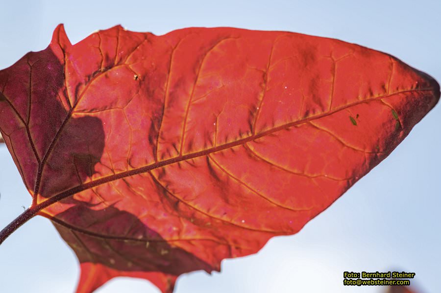 Tulln an der Donau, Juni 2023