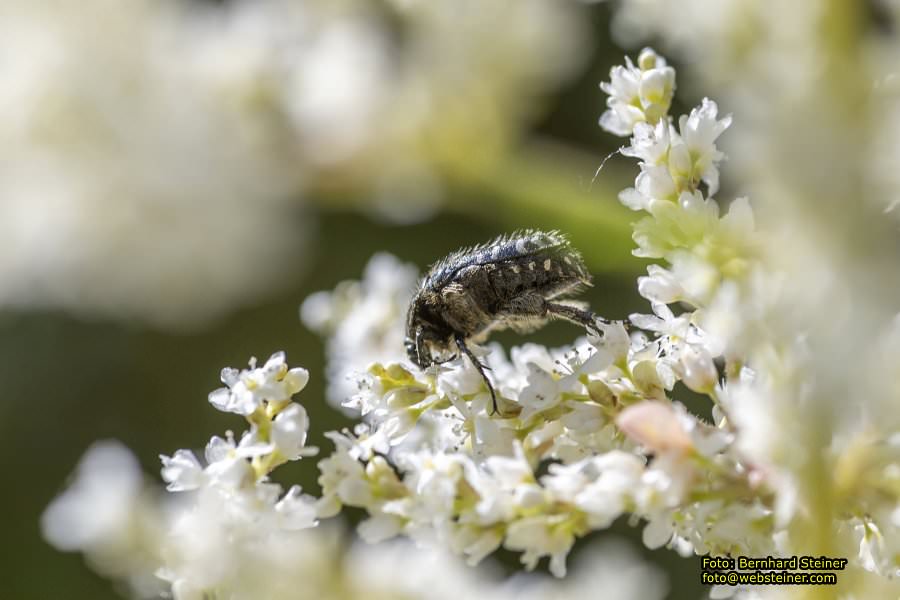 Tulln an der Donau, Juni 2023