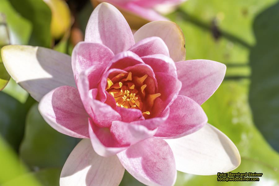 Tulln an der Donau, Juni 2023