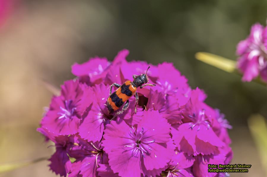 Tulln an der Donau, Juni 2023
