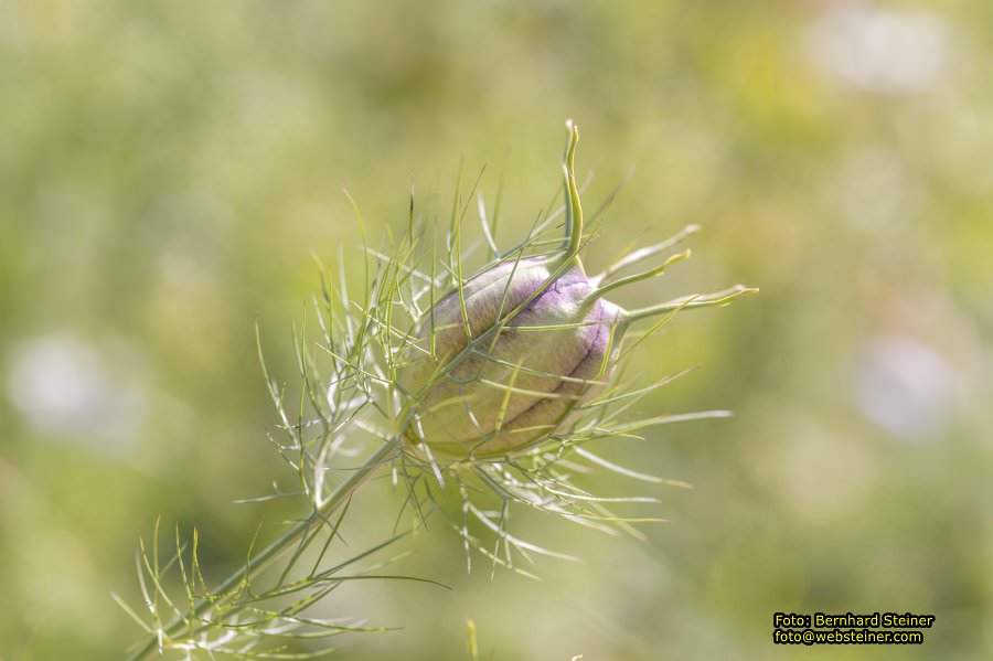 Tulln an der Donau, Juni 2023